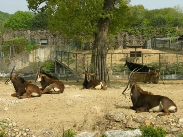 南宁动物园回应动物“不正经”，你觉得这是正常现象吗？