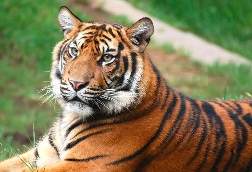 中国十大最强的老虎排名