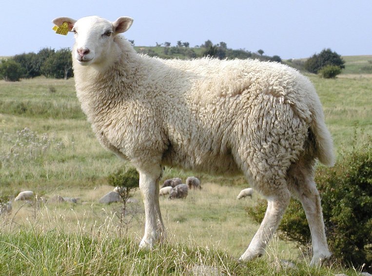 鼓足干劲正确生肖