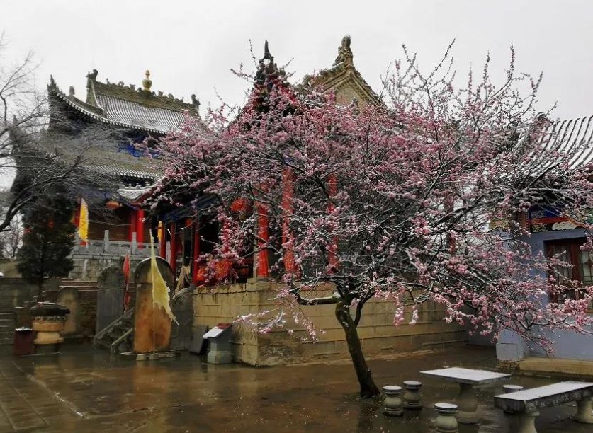 赞美三月桃花雪的佳句