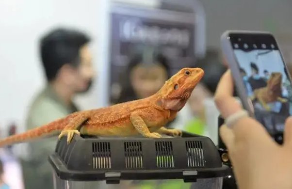 13岁男孩网购异宠被咬进ICU，想要养异宠，该如何保证安全呢？