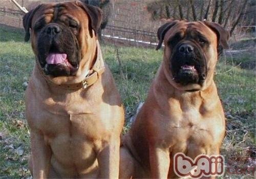 牛头獒的护理常识有哪些？