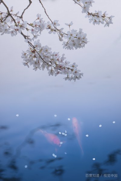 形容一个人长得异域风情是什么意思