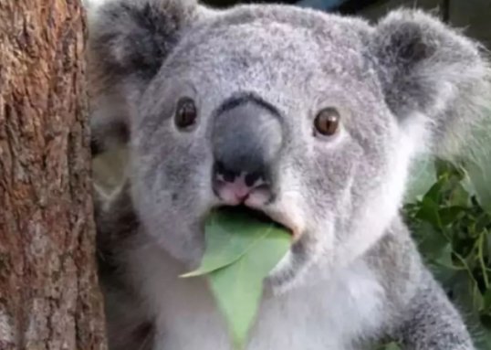 考拉是什么动物的别称?