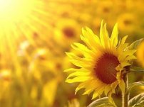 余秀华发表新诗告别神农架和爱情,余秀华是个什么样的人呢?