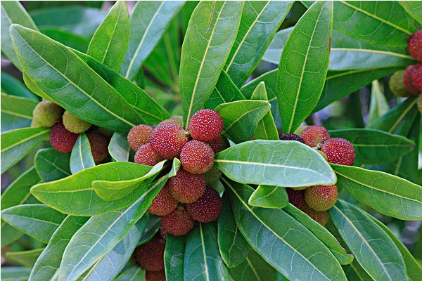 一斤杨梅泡几斤白酒