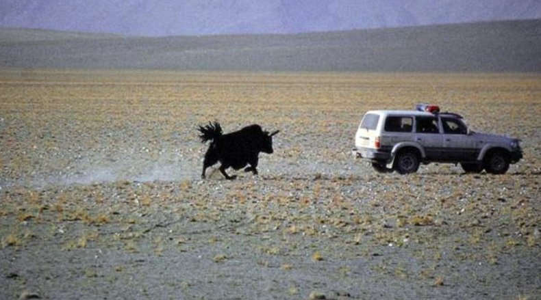 遇野牦牛冲撞男子藏牛粪堆后逃生，野牦牛对人有敌意吗？它的战力到底如何？