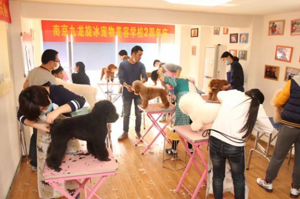 宠物培训学校费用