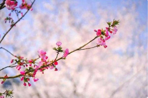 归来晚，浮云过后艳阳天出自哪里？