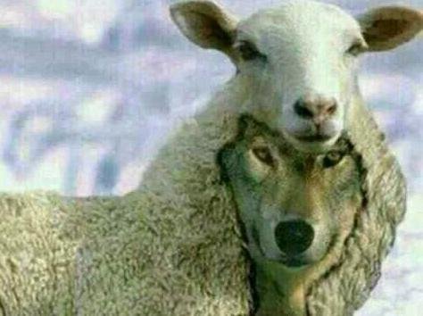 “披着羊皮的狼”的寓意是什么？