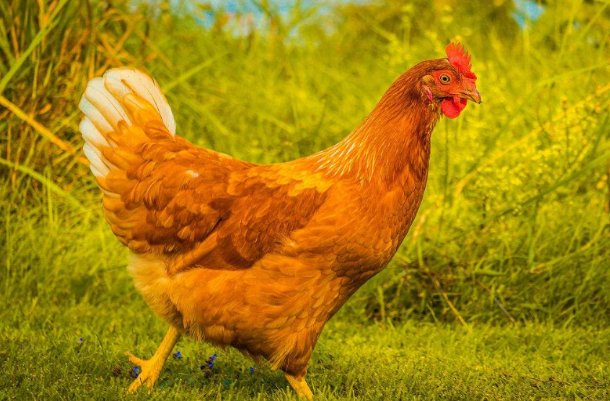 龟鹤之年解什么生肖