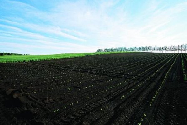 被喻为“耕地中的大熊猫”指的是()