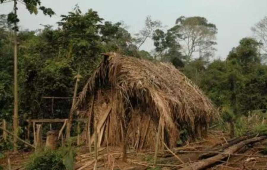 “世上最孤独的人”死了，在族人尽遭杀戮后雨林独活26年，是如何生活的？