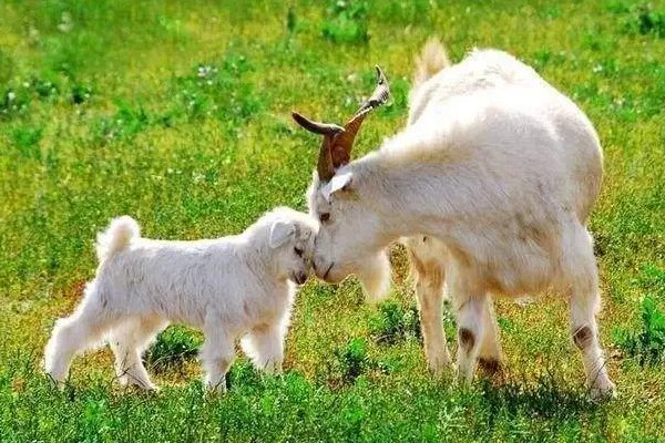 千夫所言如一味是什么生肖