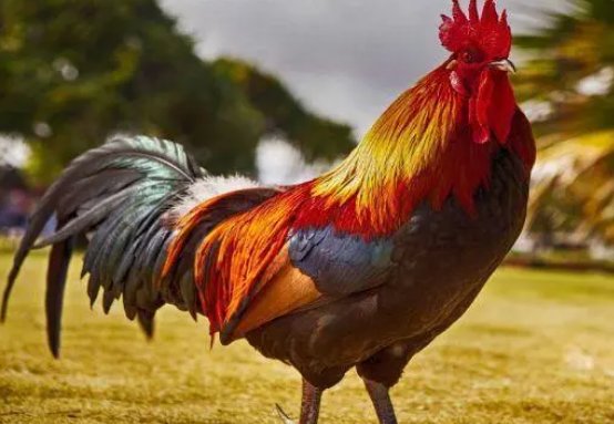 铢积寸累打一个生肖动物