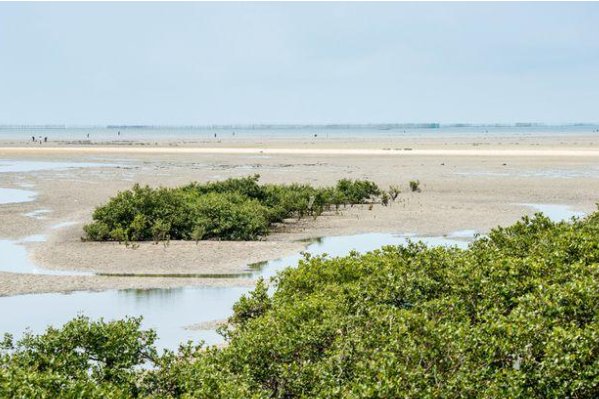 如何看待广西北海红树林大片消失？