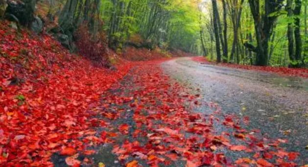 初秋微凉恰此时下一句