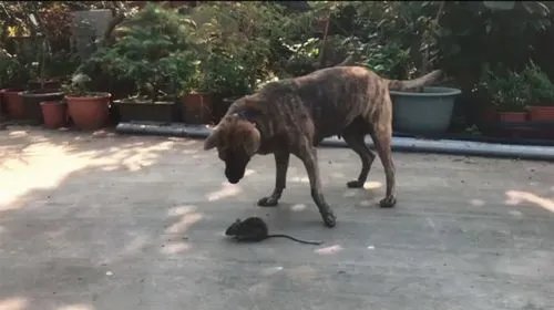 狗狗搜全屋帮主人抓住耗子!狗狗能抓住耗子吗?