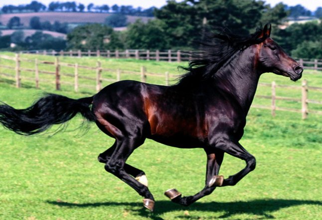 为什么叫汗血宝马