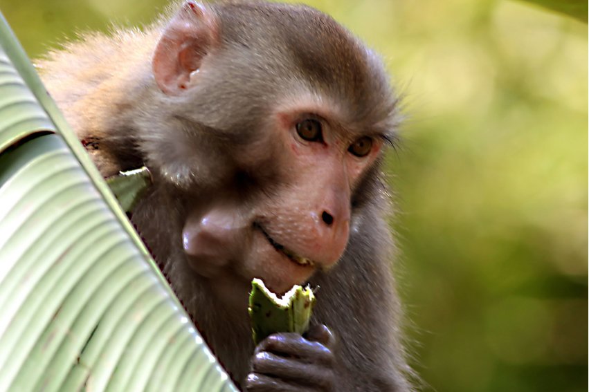 重出江湖代表生肖是什么？