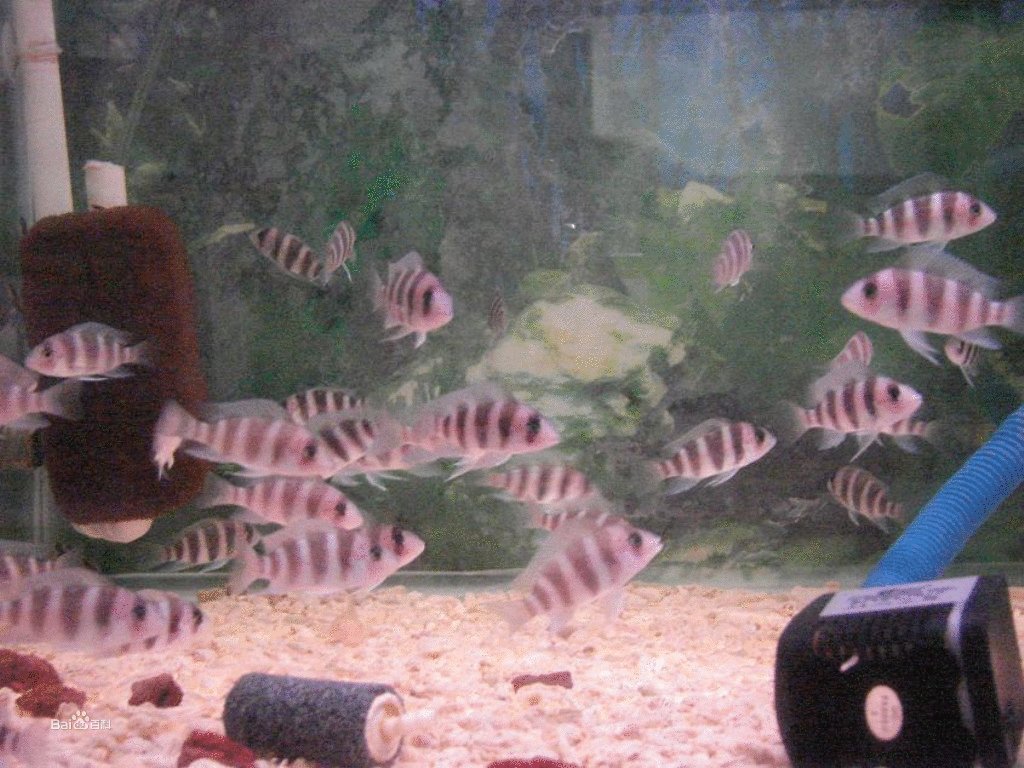 皇冠六间的介绍