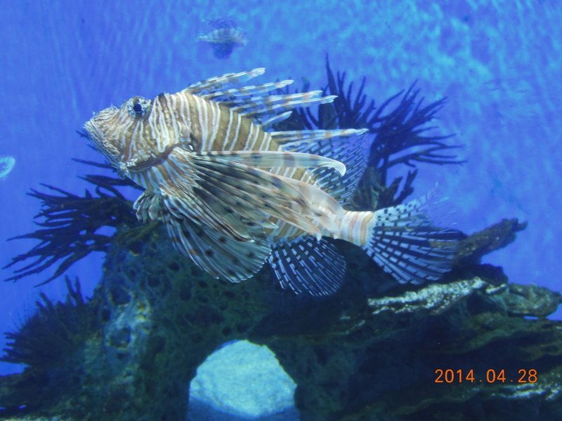 长须狮子鱼的基本信息