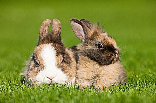 刚出生的兔子宝宝，被妈妈吃了，是什么原因？