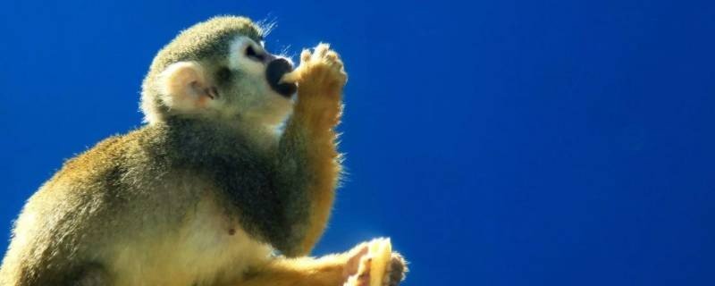 出乖露丑的拼音