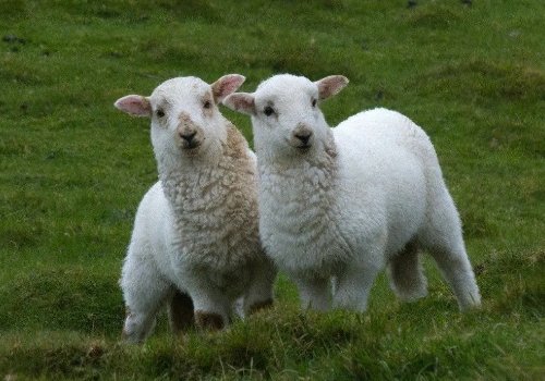 羊的耐寒温度是多少