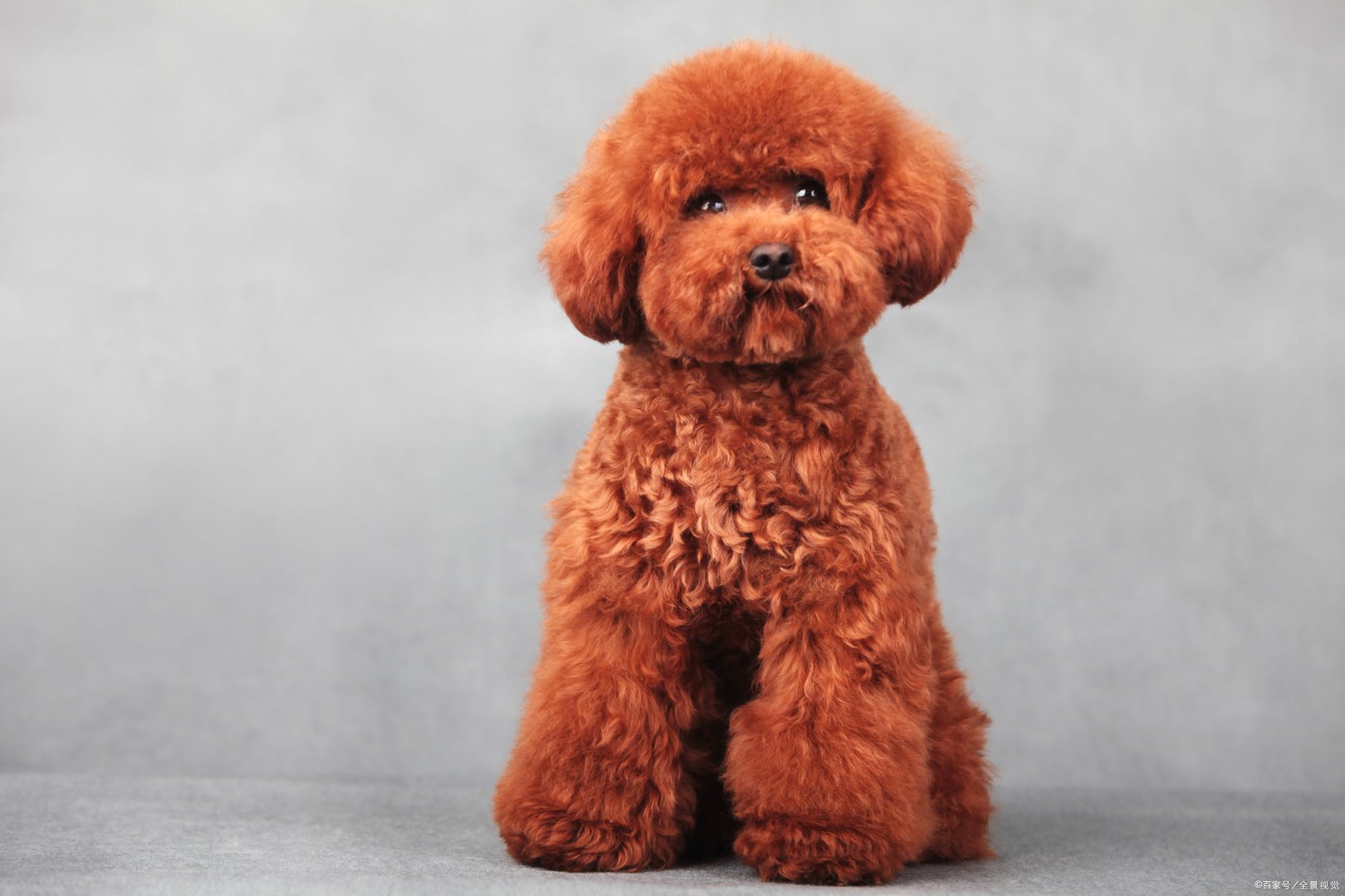 狗最怕什么手势？为什么？