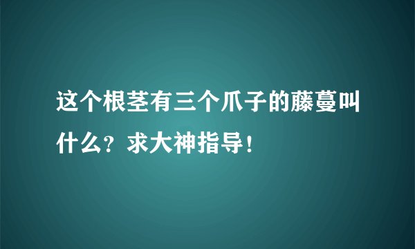这个根茎有三个爪子的藤蔓叫什么？求大神指导！