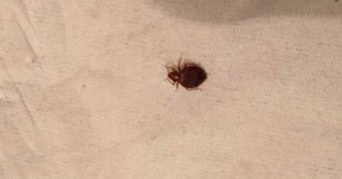 床上有红色的小虫子？