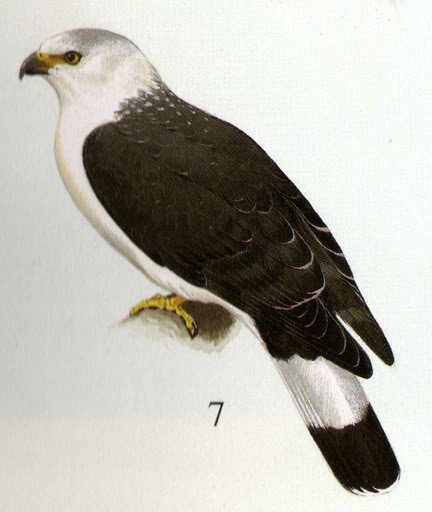 白领街的网站概述