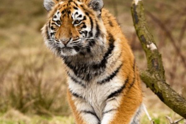 母老虎是哪个生肖