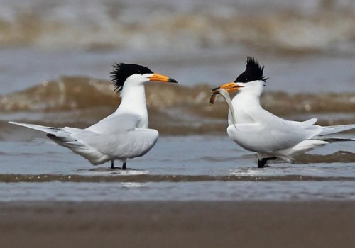 近百只“神话之鸟”飞抵青岛，极危鸟类停留胶州湾！这种鸟类有何特点？