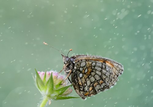 直击重庆暴雨袭城：大蛇被冲到马路！暴雨对动物们有哪些影响？