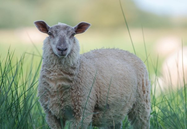 誓天二心打一生肖