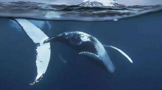 鲸落万物生下一句是什么？