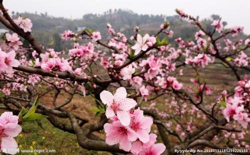 桃树先长叶还是先开花