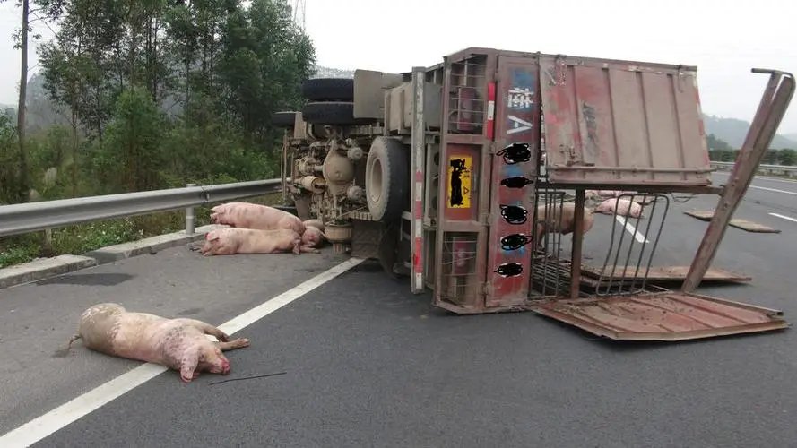 惠州一运猪车侧翻:40多头猪“大闹”高速，此现象会有哪些安全隐患呢？