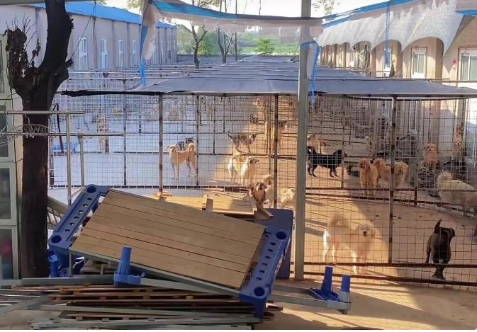 老人执念救狗20年：曾与4百只狗同住，养这么狗需要消耗多少经历和费用？