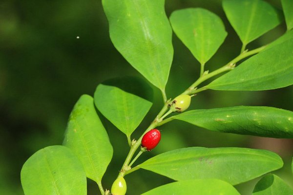 可卡因的原植物是什么