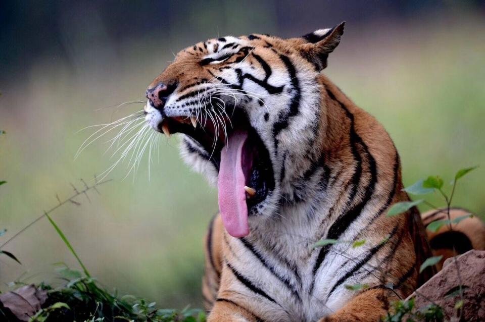 河南一景区内两只老虎袭人外逃被击毙，官方为何会选择击毙这两只老虎？