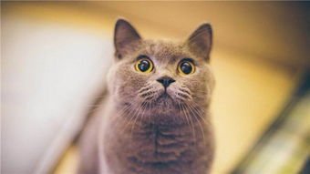 石家庄白猫流浪10天后终于找到了，流浪猫在野外是如何生存的？