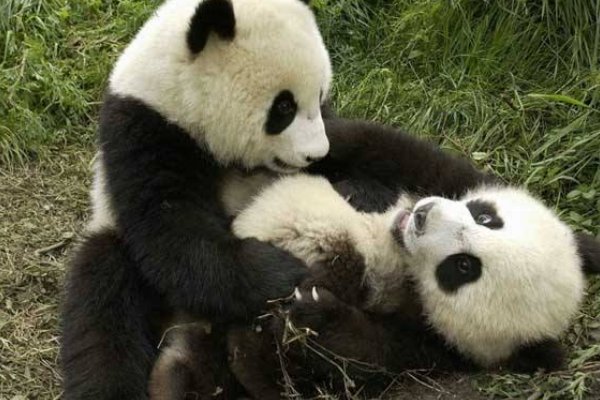 熊猫叫什么名字