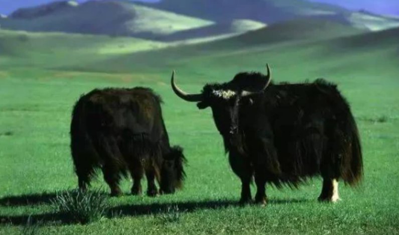 遇野牦牛冲撞男子藏牛粪堆后逃生，野牦牛对人有敌意吗？它的战力到底如何？