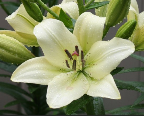 高考考完后送什么花