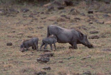贵州一头野猪闯进女装店，倒头就睡，野猪为何会频频出现在人类生活区？