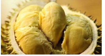 榴莲的原产地是哪里？