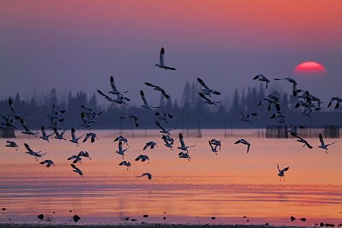 旱灾致洞庭湖大量鱼类被困死亡，造成的损失有多严重？